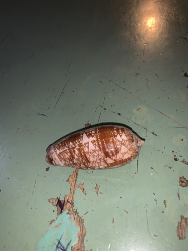 Oliva porphyria, 2024-04-29