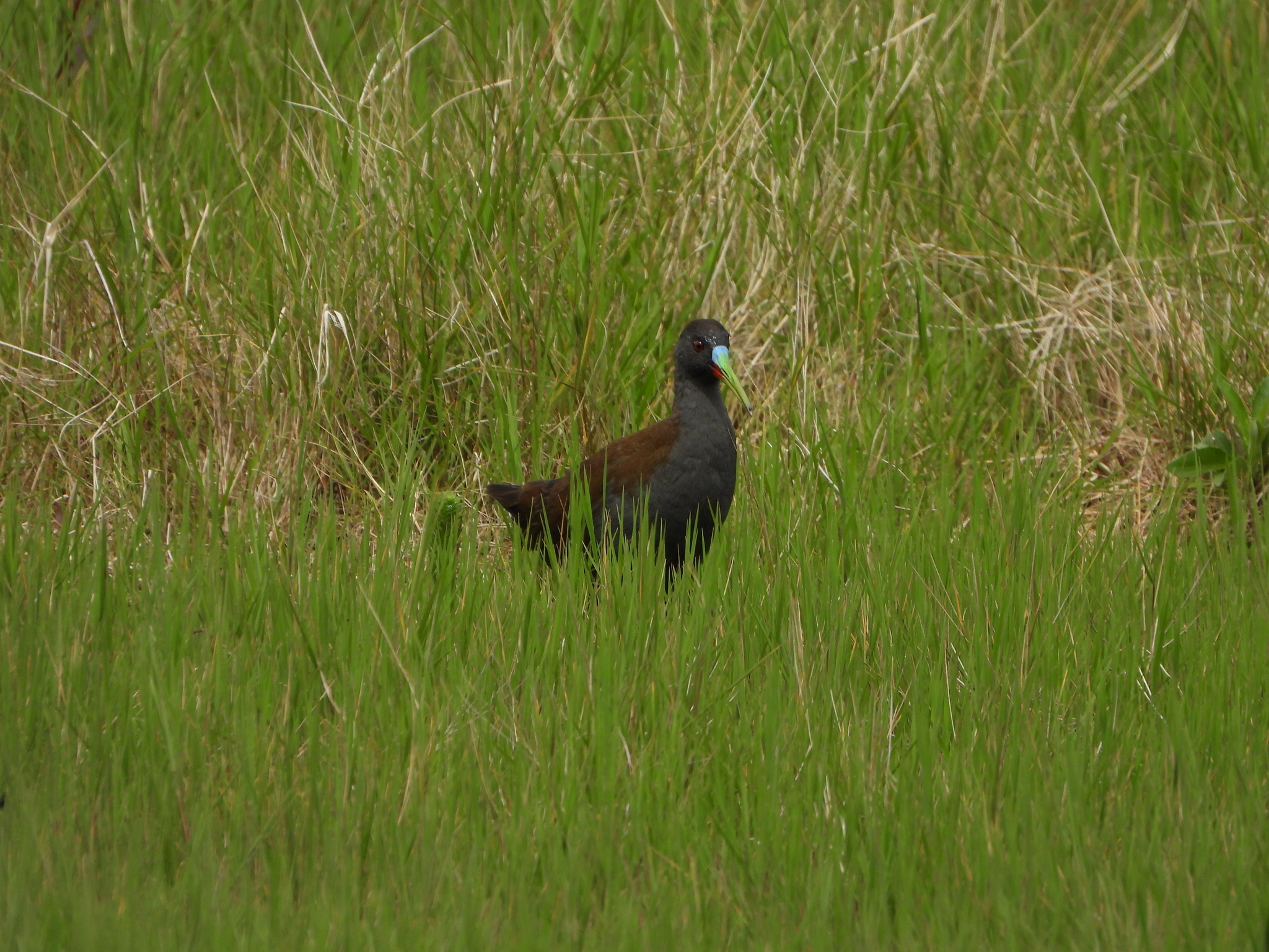 Pardirallus sanguinolentus image