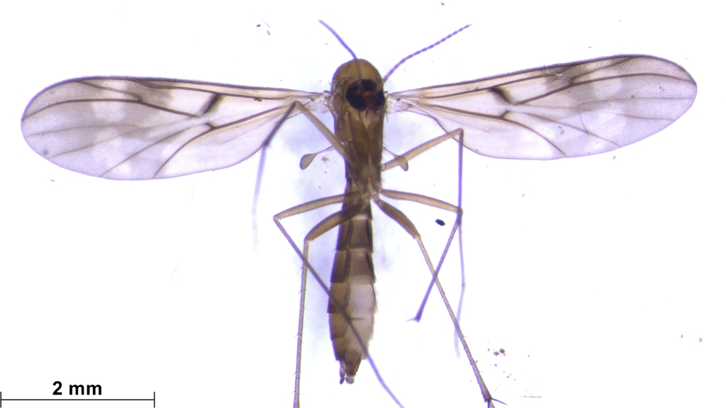Nervijuncta marshalli