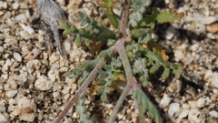 Gilia mexicana