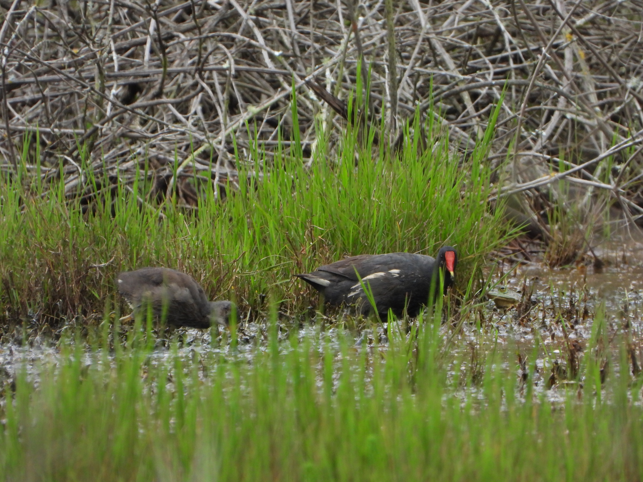 Gallinula chloropus image