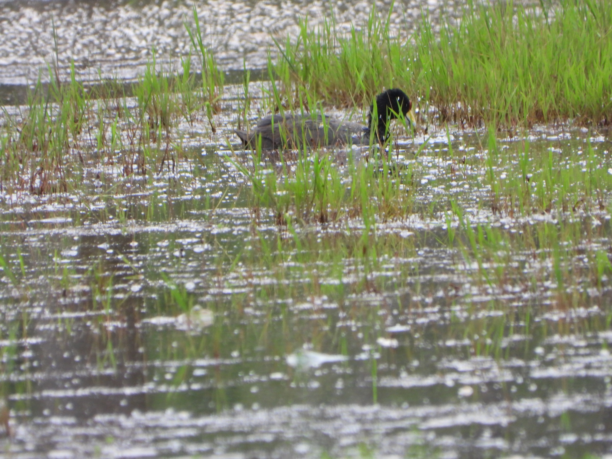 Fulica image