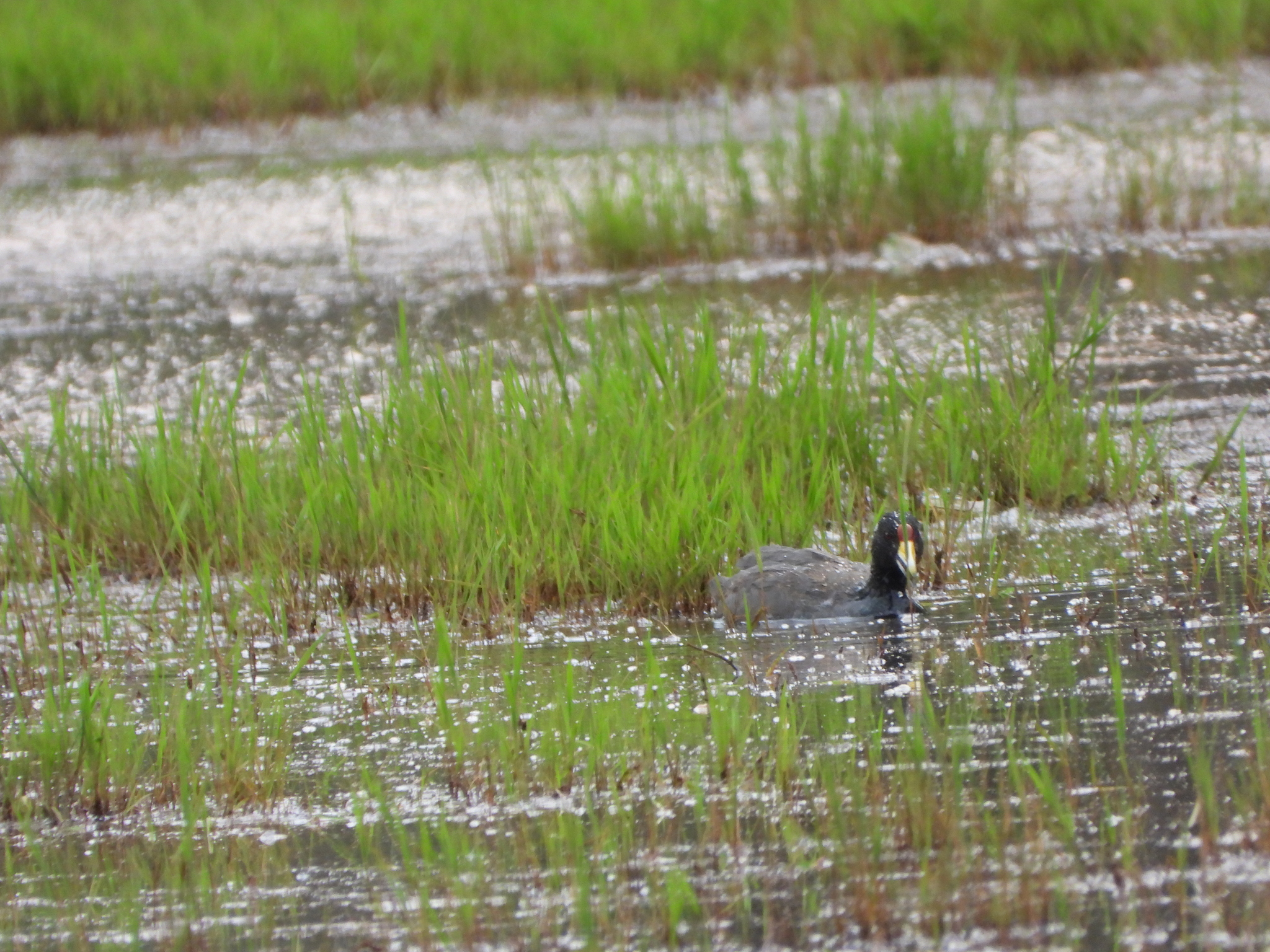 Fulica image