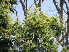 Thouinidium decandrum