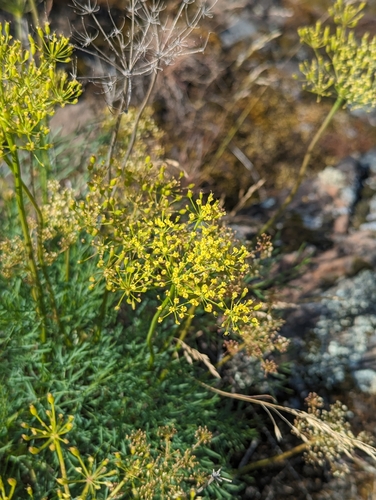 Lomatium laevigatum, photograph 4