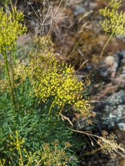 Lomatium laevigatum, photograph (c) Dominic Gentilcore, some rights reserved (CC BY)