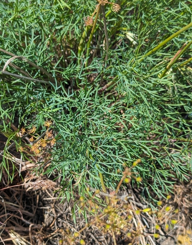 Lomatium laevigatum, photograph 5