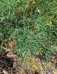 Lomatium laevigatum, photograph (c) Dominic Gentilcore, some rights reserved (CC BY)