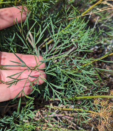 Lomatium laevigatum, photograph 6