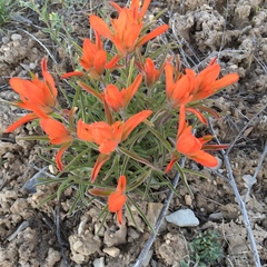 Castilleja integra