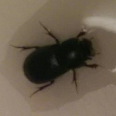 Scarabaeidae