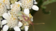 Harmostes reflexulus