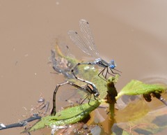 Lestes australis