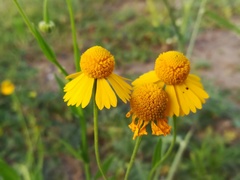 Helenium amphibolum