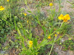 Helenium amphibolum