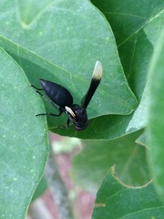 Parachartergus apicalis