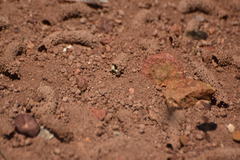 Diadasia bituberculata