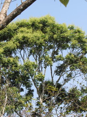 Thouinidium decandrum