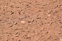 Diadasia bituberculata