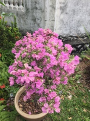 Bougainvillea glabra