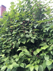 Philadelphus lewisii