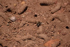 Diadasia bituberculata