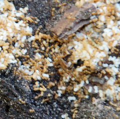 Solenopsis punctaticeps