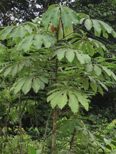Cecropia ulei