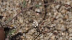 Gilia mexicana
