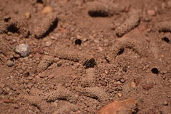 Diadasia bituberculata