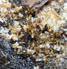 Solenopsis punctaticeps