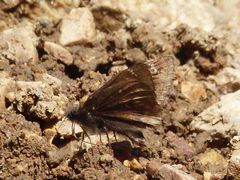 Erynnis juvenalis juvenalis