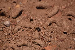 Diadasia bituberculata