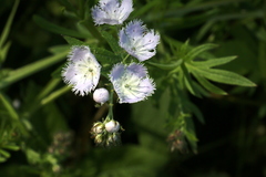 Phacelia purshii