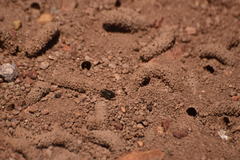 Diadasia bituberculata