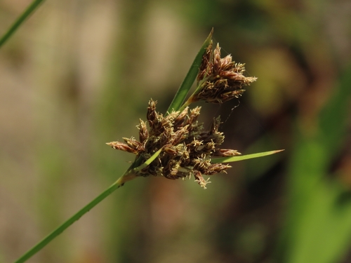 Image of Fimbristylis microcarya by (c) chiuluan, some rights reserved (CC BY)