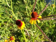 Helenium amphibolum