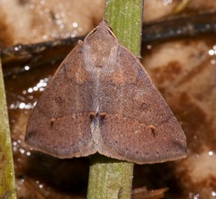 Argyrostrotis flavistriaria