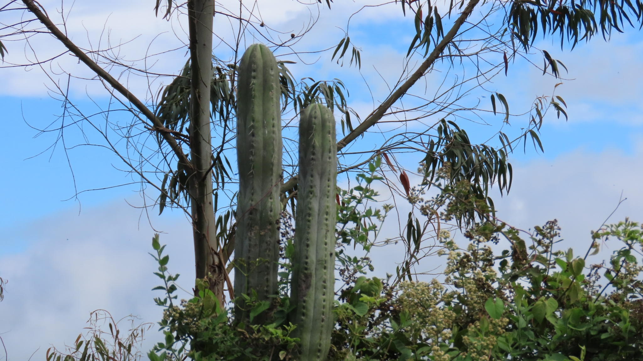 Trichocereus macrogonus