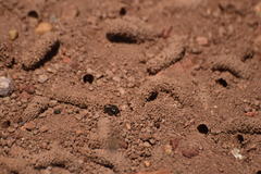 Diadasia bituberculata