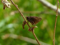 Erynnis juvenalis juvenalis
