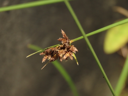 Image of Fimbristylis microcarya by (c) chiuluan, some rights reserved (CC BY)