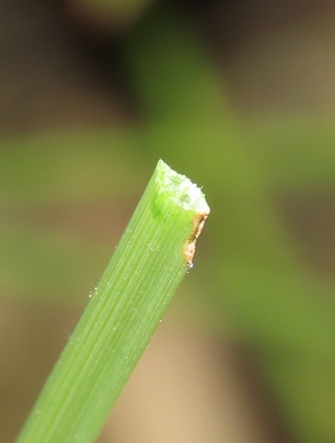 Image of Fimbristylis microcarya by (c) chiuluan, some rights reserved (CC BY)