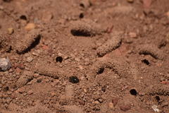 Diadasia bituberculata