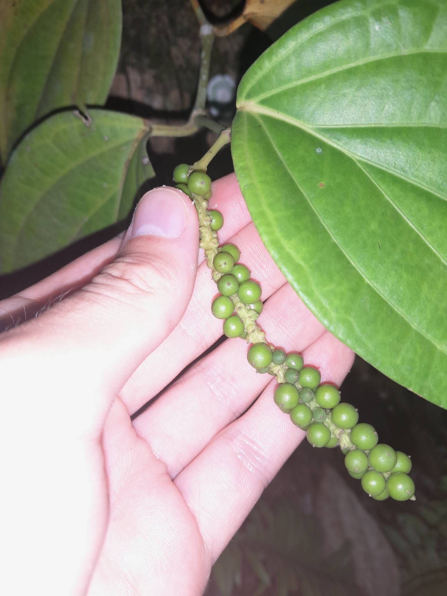 Imagem de Pimenta-do-reino