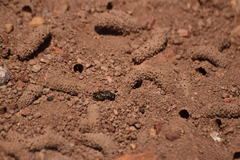 Diadasia bituberculata