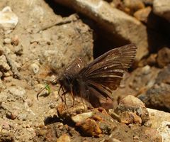 Erynnis juvenalis juvenalis