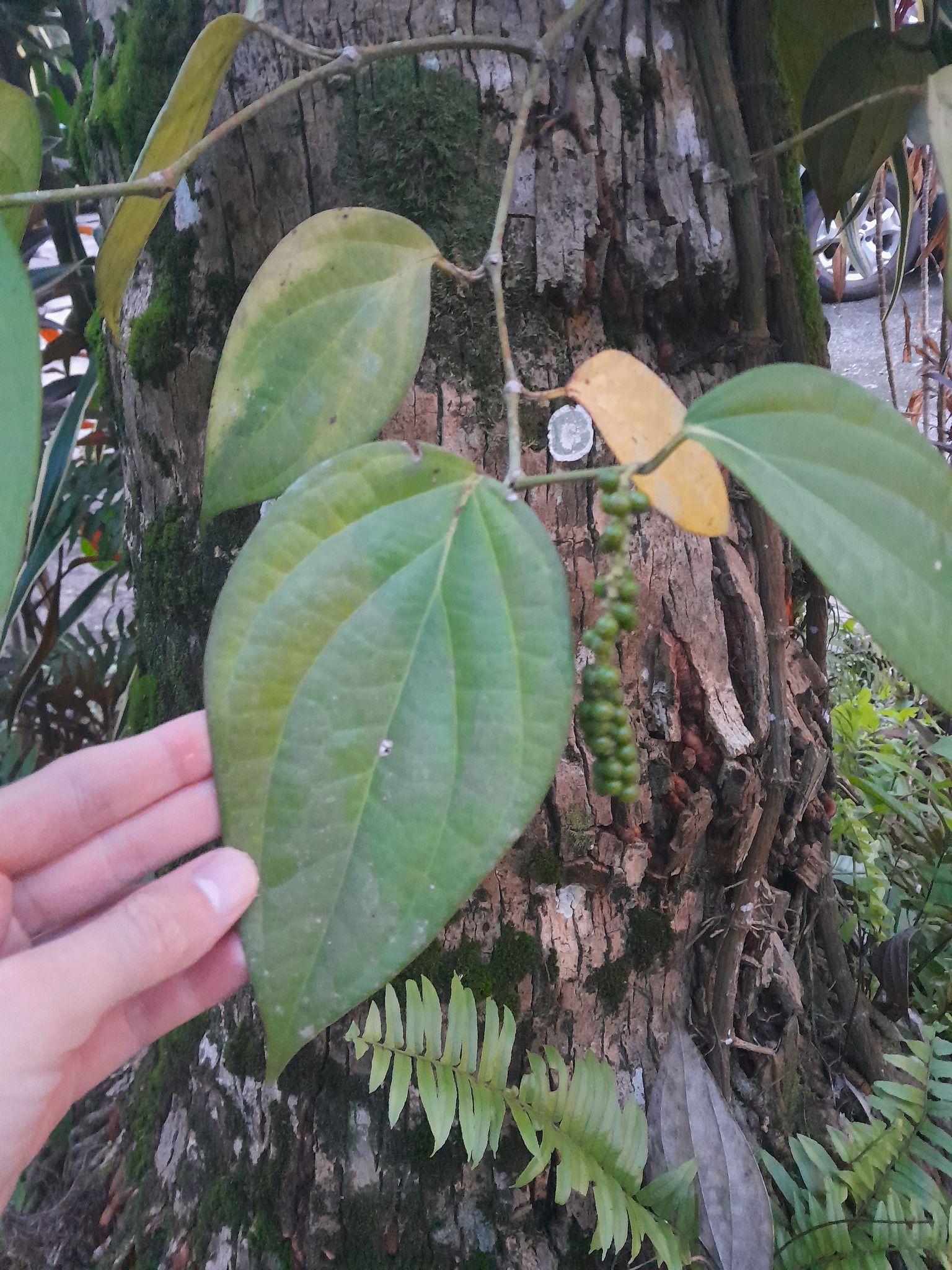 Imagem de Pimenta-do-reino