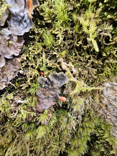 Peltigera