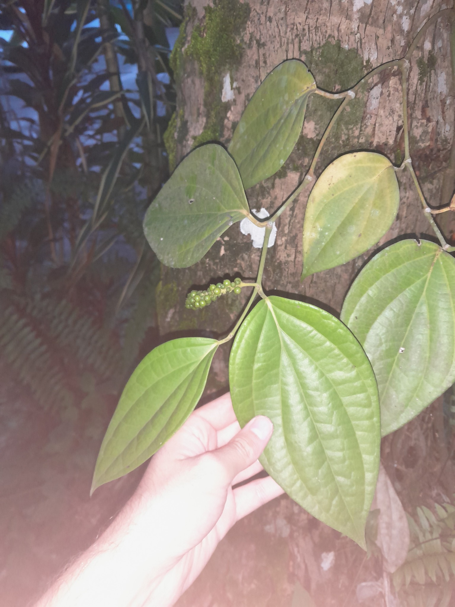 Imagem de Pimenta-do-reino